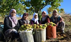 Demirci'nin dağ kestanesinin hasadı başladı