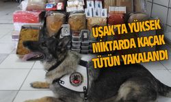 Uşak'ta yüksek miktarda kaçak tütün yakalandı