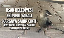 Uşak Belediyesi Veterinerlik İşleri Müdürlüğü, yaralı kargaya sahip çıktı