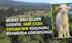 Murat Dağı elden giderse, Sarı Çiçek Yaylası'nın kuzusu da tarihe karışır!
