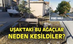 Uşak'taki bu ağaçlar neden kesildi?