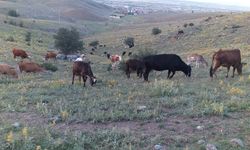 Kurbanlık hayvanları keserken strese sokmaktan kaçının