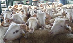 Cumhurbaşkanı: Kurban bayramı tatili 9 gün olacak!