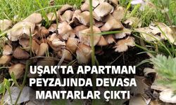 Uşak’ta apartman peyzajında devasa mantarlar çıktı