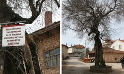 Ulubey Avgan'da köyün uğuru çıtlık ağacının adı mahalleye verildi!