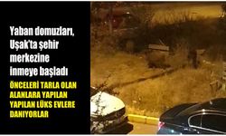Uşak'ta tarlalara yapılan lüks konutların bulunduğu alanları yaban domuzları basıyor