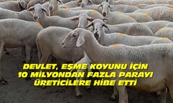 Devlet, Uşak'taki üreticilere Eşme koyununu geliştirsin diye 10 milyondan fazla para harcadı!