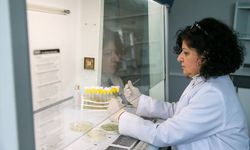 Uşak Üniversitesi'nde antibiyotikleri tamamen yok edecek çalışma! Arıların gücüyle tarih yazacaklar!