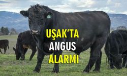 Muharremşah'tan kaçan 2 angus için Uşaklı vatandaşlar alarma geçti!