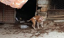 Salihli'de pitbull besleyen 2 kişiye 304 bin TL ceza yazıldı
