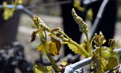 Meteoroloji, Uşak, Eskişehir, Afyon ve Balıkesir gibi bazı iller için don uyarısı yaptı