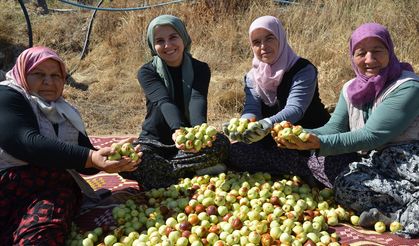 Uşak'a yakın olan Demirci'de kadınlar hünnap topluyorlar