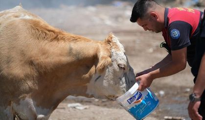 Bodrum Müskebi Mahallesi'ndeki yangın yerine giren ineklere su verdiler