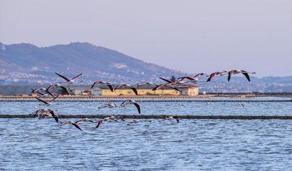 Gediz Deltası'nda 18 bin yavru flamingo ortalığa renk kattı