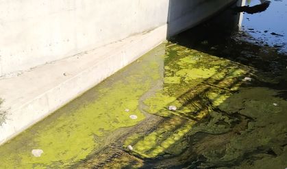 Bir süre önce çağlayan Dokuzsele sıcak nedeniyle yosun tuttu