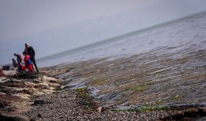 Bostanlı sahili yosunlar içinde kaldı