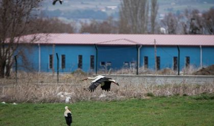 Göçe başlayan leyleler, Kütahya Domaniç'de mola verdi!