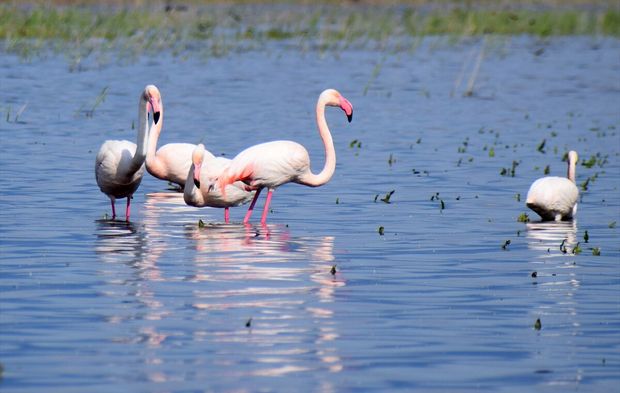 Uşak'ın komşusu Salihli ve Gölmarmara'daki Marmara Gölü eskisi gibi!