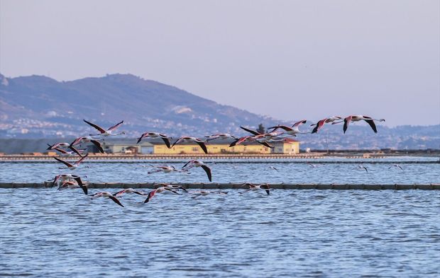 Gediz Deltası'nda 18 bin yavru flamingo ortalığa renk kattı