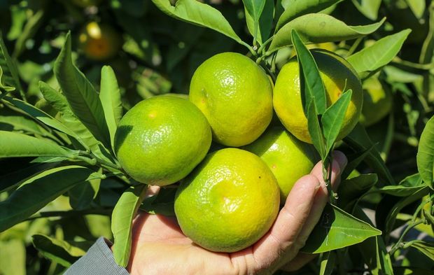 İzmir'in mandalinasında kesim dönemine geçildi