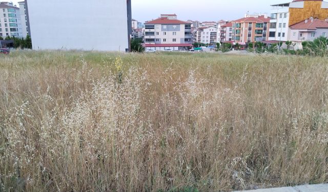 Uşak Belediyesi, insan boyunu geçen yabani otları görmüyor mu!
