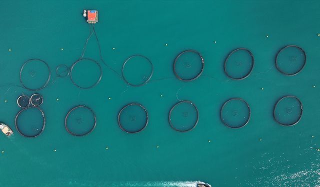 İç piyasada fiyatı düşen somonu, yurtdışına daha fazla ihraç ediyoruz