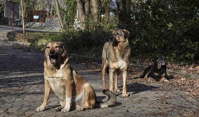 Uşak, Afyon, Manisa ve Kütahya'da okul öncesi yaşanan sokak köpeği korkusuna karşı İstanbul'da dikkat çeken çözüm