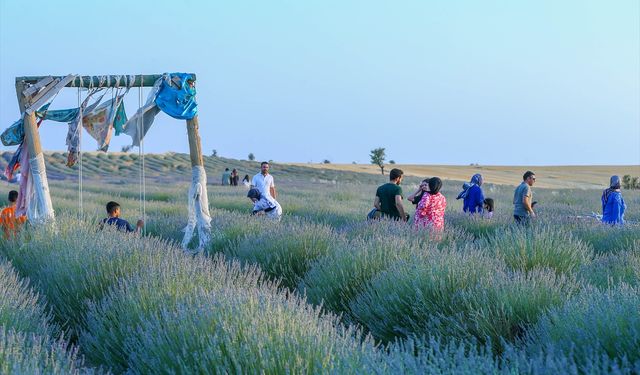 Uşak'taki lavanta bahçeleri hem para kazandırıyor hem de turist çekiyor!