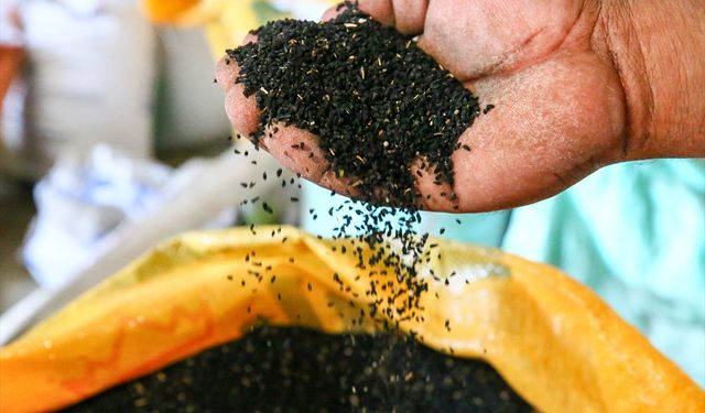 Uşaklılar, çörek otundan iyi para kazanmaya başladı