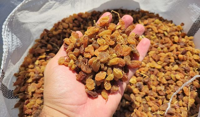 İngilizler, Salihli kuru üzümüne bayılıyor