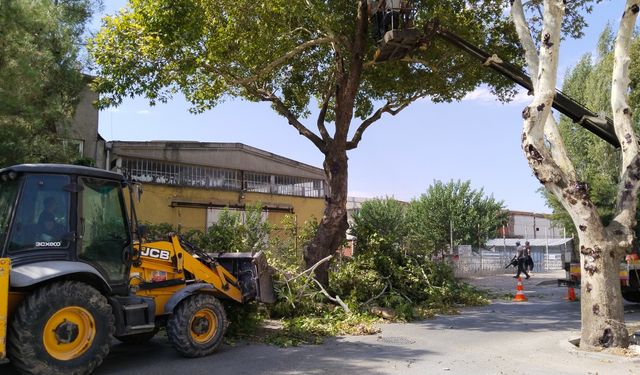 Uşak'taki güzel yolda bulunan tehlikeli ağaç dalları kesildi