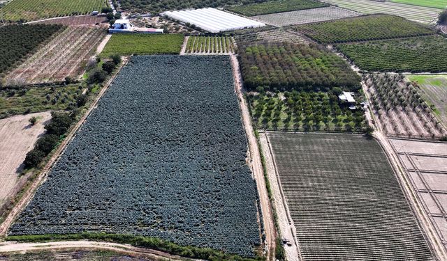 Son yağmurlar Uşak'a ve çevresine nefes aldırdı