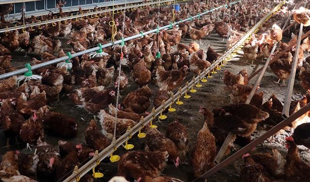 Uşak, Denizli ve Manisa arasında tavuk tezeği rekabeti!