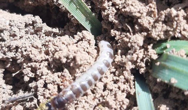 Uşak'ta ekin kambur böcekleri arttı