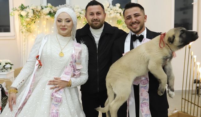 Uşak'ın komşusu Çivril'de gelin ve damada altın takı yerine, yavru çoban köpeği hediye etti