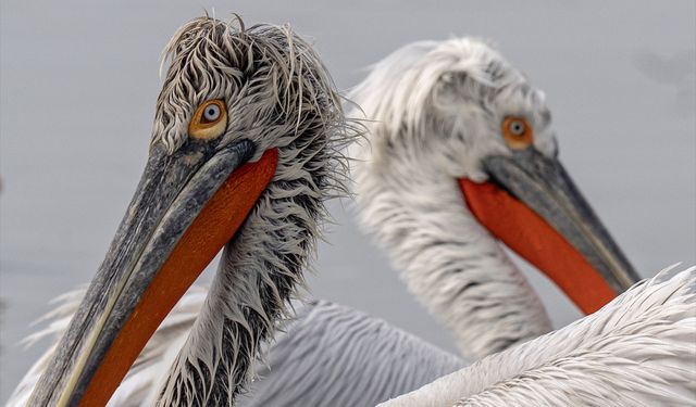 Uşak ve Kütahya'dan doğan Gediz Nehri'nin Ege'ye sunduğu güzellikler