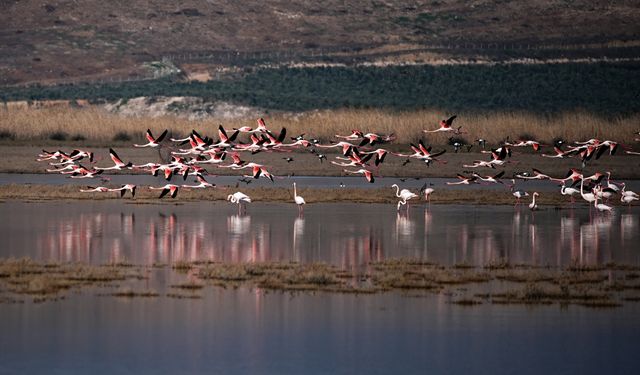 Uşak'ı da kapsayan Büyük Menderes, kuş türlerine ev sahipliği yapıyor