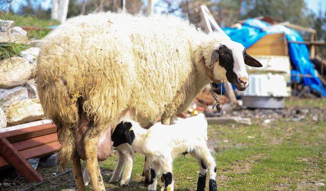 Sancaklıçeşmabaşı'ndaki koyun Fadik, beşiz doğurdu