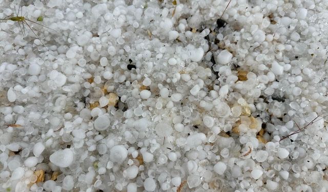 Uşak'ta dolu nedeniyle mağdur çiftçi için hasar tespiti yapılıyor