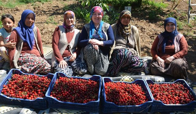 Uşak'ın komşusu Demirci'de kiraz mesaisi