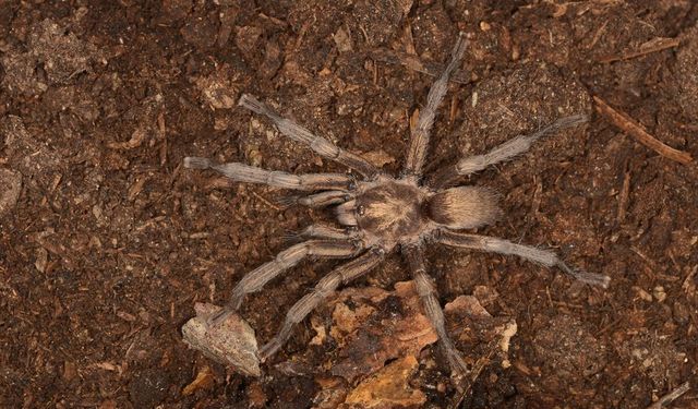 Alaşehir MYO'dan Prof. Dr. Ersen Aydın Yağmur'dan dev tarantula için önemli bilgiler