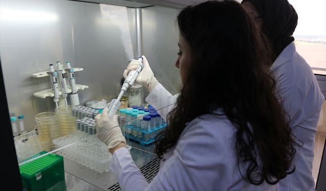 Kütahya'dan çıkan gümüş ve bor madenini yaraları tedavi için kullanacaklar