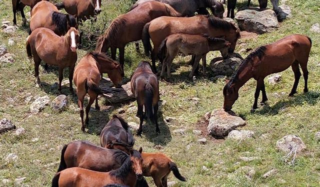 Mahkemenin aldığı karar, Uşak'taki yılkı atlarının yaşam alanını korudu