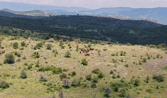 Uşak Elma Dağı'nda zor şartlarda yaşayan yılkı atları, bölgenin rengi ve simgesi haline geldiler!