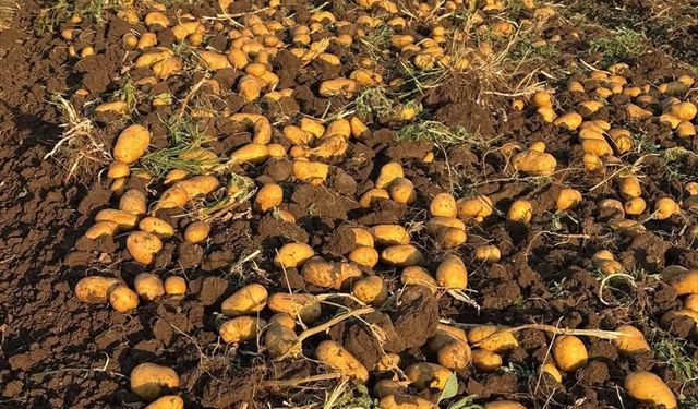 Sandıklı'nın iyi gelir elde ettiği yazlık patates hasadı başladı