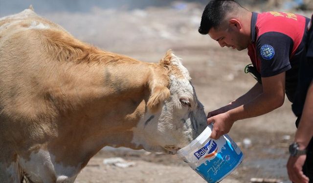 Bodrum Müskebi Mahallesi'ndeki yangın yerine giren ineklere su verdiler