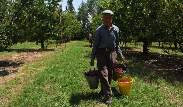 Afyon'un Çay ve Sultandağı'nın kirazları, Almanya, ABD ve İngiltere'ye satılıyor