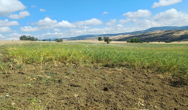 Uşak, Afyon ve Kütahya'da Borsa20 tipi nohut üretiliyor