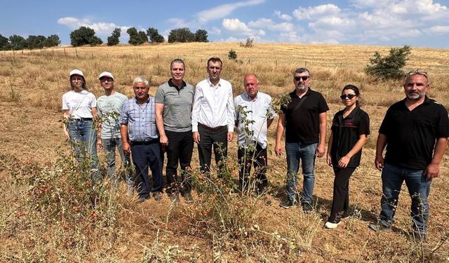Uşak Eşme Dereköy'deki kuşburnu ve lavanta bahçelerinde üretim sürüyor