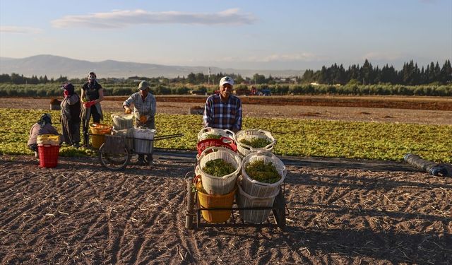 Murat Dağı'ndan doğan Gediz'in suladığı arazilerde binlerce yıldır üzüm üretiliyor